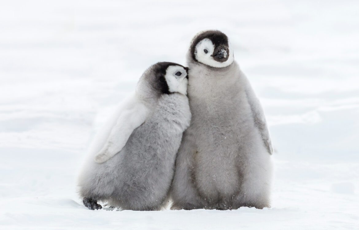 Süße Pinguinbabys auf dem Eis - Schütze Sie indem du die Petition für Meeresschutz in der Antarktis unterschreibst.