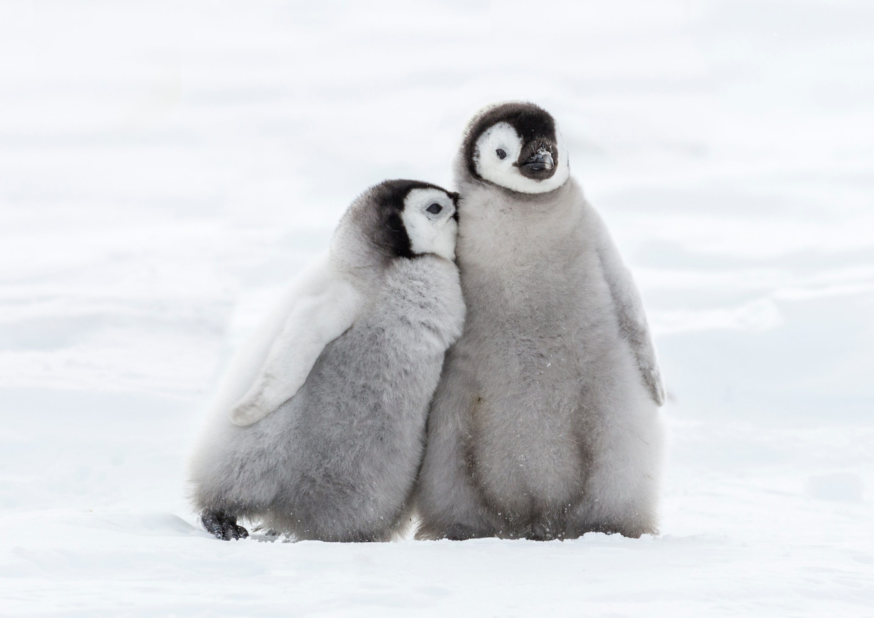 Süße Pinguinbabys auf dem Eis - Schütze Sie indem du die Petition für Meeresschutz in der Antarktis unterschreibst.