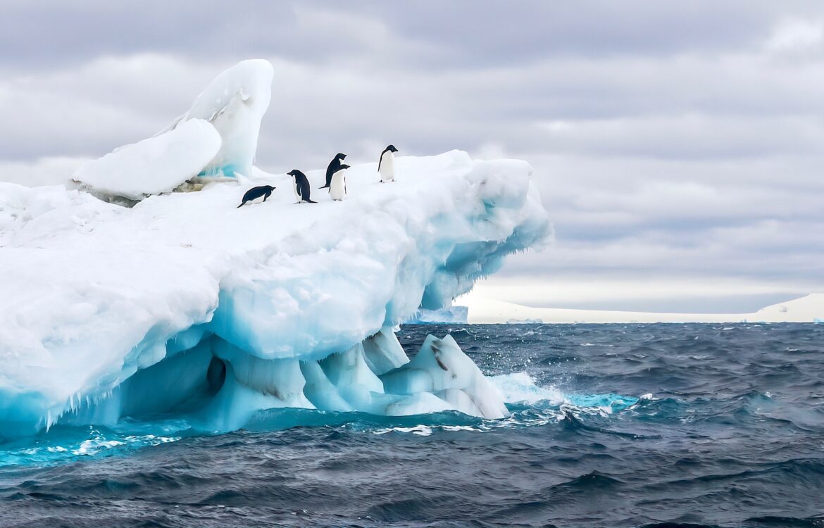 Pinguine in der Antarktis auf einem Eisberg. Schütze sie indem du die Petition unterschreibst!