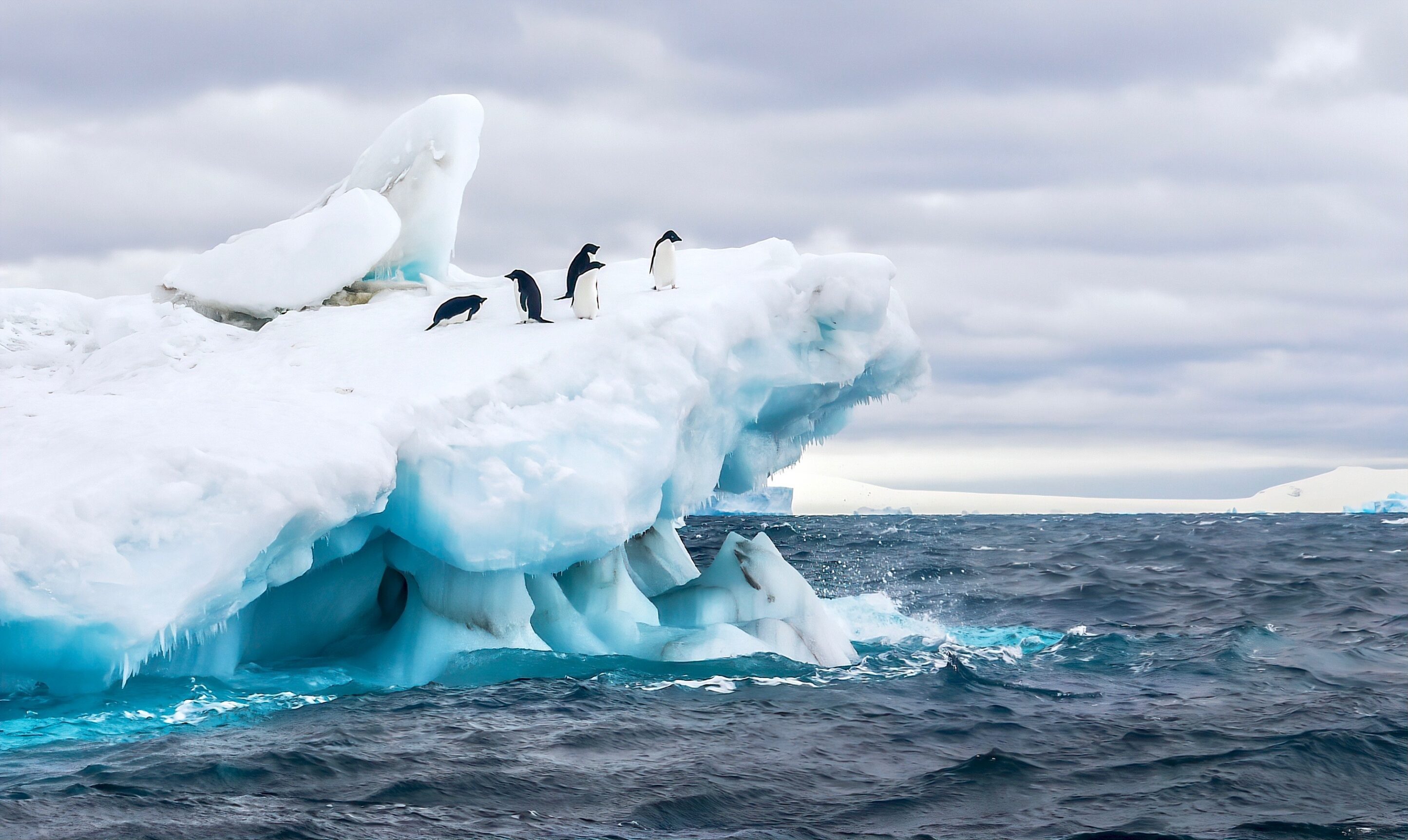 Pinguine in der Antarktis auf einem Eisberg. Schütze sie indem du die Petition unterschreibst!